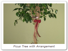 Ficus Tree with Arrangement