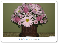Lights of Lavender