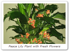 Peace Lily Plant with Fresh Flowers