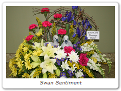 Swan Sentiment